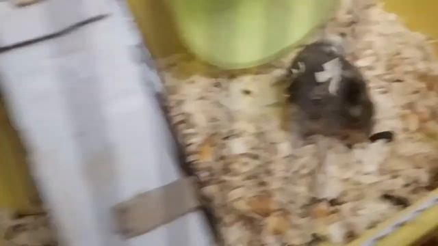 Хомяк умер??? смотреть онлайн