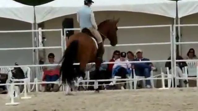 Выездка_лошадей смотреть онлайн