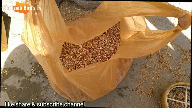 Java Basic Info & mixseeds || Shahzaib Bird's Tv || смотреть онлайн