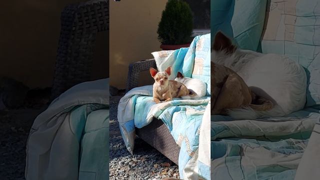 Шикарная Маруся Ролексовна питомник чихуахуа / той-пудель Кастропуло Крым 💕