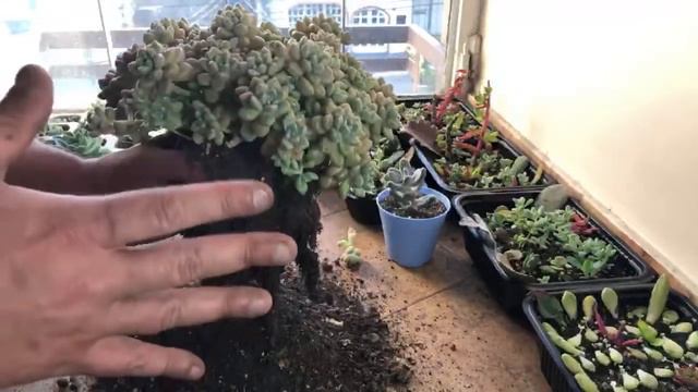 PROGRAMA 007: Graptopetalum mendozae y mas! (21/11/2020) смотреть онлайн