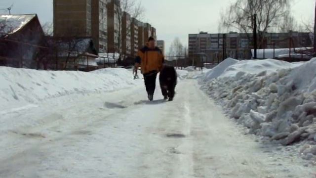 Гордый Княжич: Русский Медведь Сильвер. смотреть онлайн