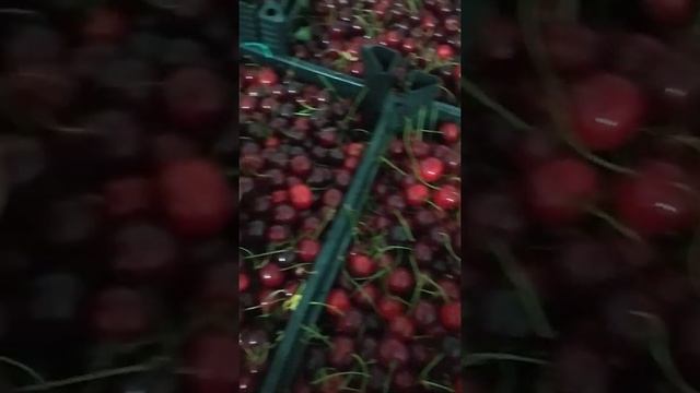 Чудо вишня напрямую из сада оптом. Ростовская область.89044449915 смотреть онлайн