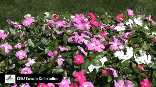 Dig Deep: CORA Cascade Catharanthus смотреть онлайн