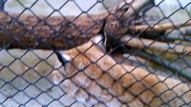 Московский зоопарк. Рысь / Moscow Zoo. Lynx смотреть онлайн