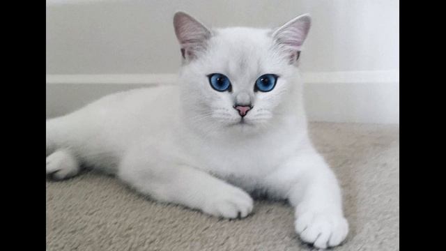 Новая жизнь в теле кота Ченнелинг смотреть онлайн