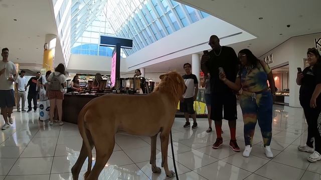 Cash 2.0 Great Dane Lion King at the Mall 1 смотреть онлайн