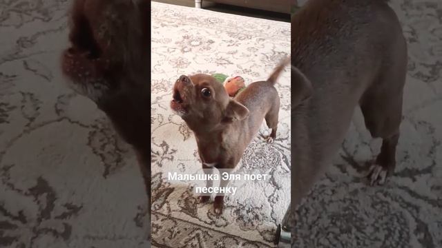 Как вам песенка в исполнении Эли!? 😍#собакилучшелюдей #виделивидео #ржака #милыеживотные #чихуахуа смотреть онлайн