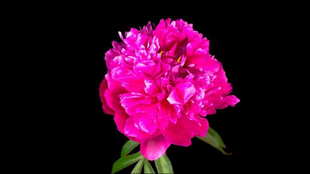 Blooming a Peony Rose Flower | Timelapse 4K смотреть онлайн