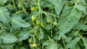 Томат МАЛИНОВОЕ ПЛАМЯ F1, очень красивый, сладкий и урожайный!