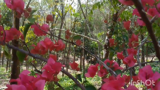 ഇലകൾ മാത്രം ഉള്ള ബൊഗൈൻവില്ലകൾ പൂവിടാൻ|Renju's garden смотреть онлайн