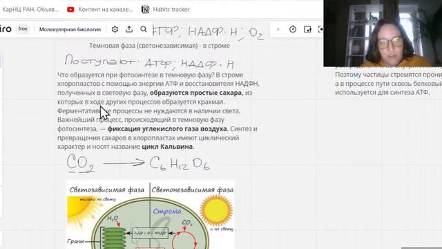 Курс "Молекулярная биология". Урок 6. Энергетический обмен. Фотосинтез. смотреть онлайн