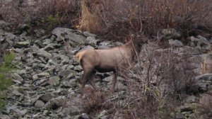 Горный Алтай Хариус  Марал  Кабарга