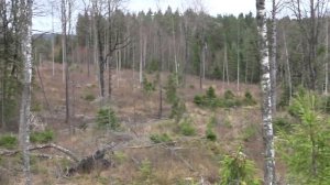 Косуля. Охота на копытных в Норвегии. Охотничьи приключения в Норвегии (Охотник и рыболов)