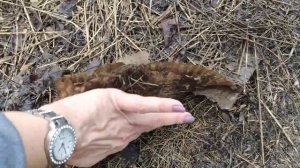 ВСЯ ПРАВДА О МУЛЬЧИРОВАНИИ КАРТОНОМ