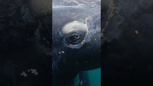 Взгляд КИТА смотреть онлайн