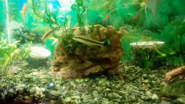 папоротники,виды,особенности содержания в аквариуме