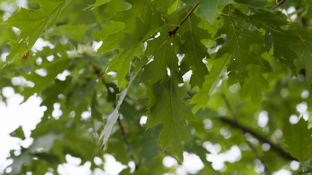 Quercus rubra - Red Oak, Northern Red Oak смотреть онлайн