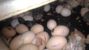 Вылупление цыплят в инкубаторе.