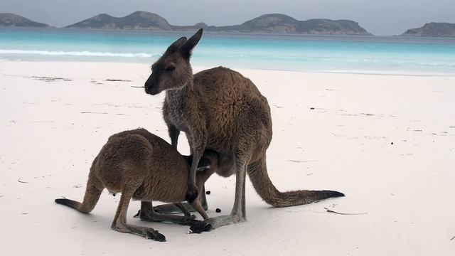 Танцы Импульсов