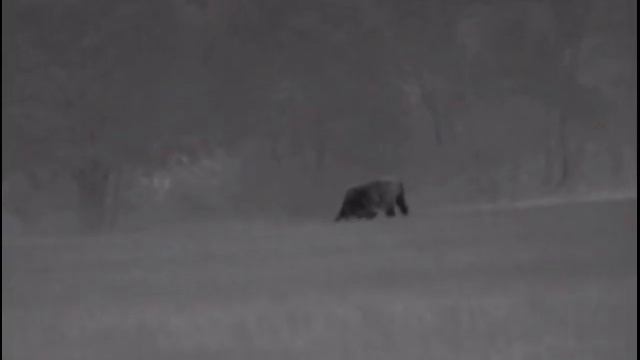Видио на тепловизор пульсар хелионXQ50.Лосиха на сносях....вот ..вот.. смотреть онлайн