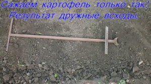 Самодельная ручная сажалка для картофеля часть 2. Всходы.