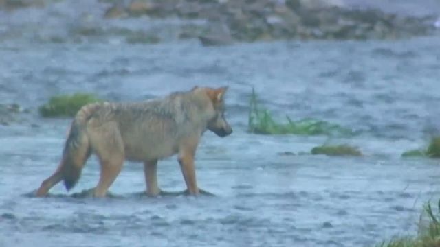 Морские волки – самый редкий и необычный подвид! Плавают по островам и ловят рыбу!