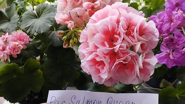 Пеларгонии! ДенизС-туманПолинаЧардашМенуэтБертсдейБолероСалмонQueenРозалиндаГамаюнЭдвардсТоскана... смотреть онлайн