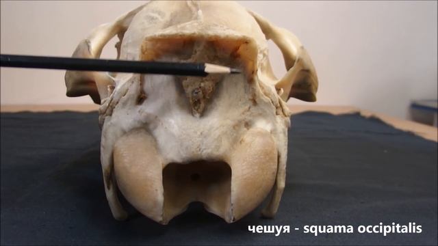 затылочная кость домашних животных смотреть онлайн