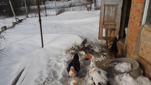 День добрый-день добрый леса и поля . Горлинки. смотреть онлайн