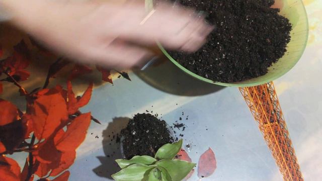 Каллизия Кангеста посадка.