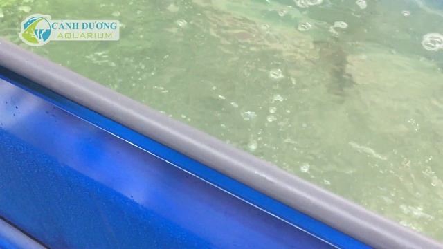Skimmer tự chế cho hồ cá hải sản (DIY PVC Protien Skimmer) | Hồ Cá Cảnh Dương смотреть онлайн