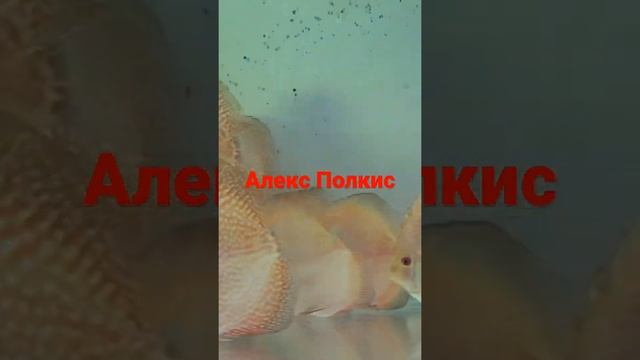 Дискус Розовое чудо? смотреть онлайн