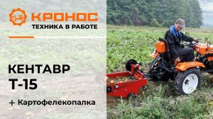 Обзор: Мини-трактор Кентавр Т-15 (Toyokawa) с картофелекопалкой в работе