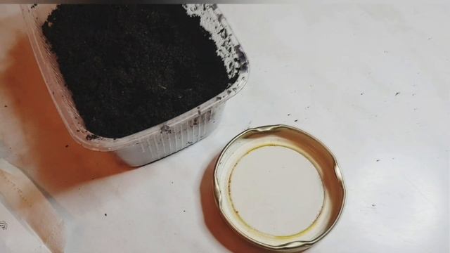 Ампельная виола / От посева до всходов/Композиции с ампельной виолой смотреть онлайн