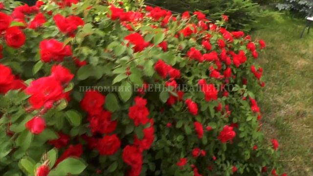 Цветение роз Супер Гранд Аморе, Эллен, Фламентанц, сорт №44, 45 смотреть онлайн