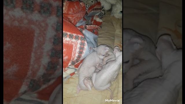 котята Эльфы любят тепло.место у человека под одеялом.