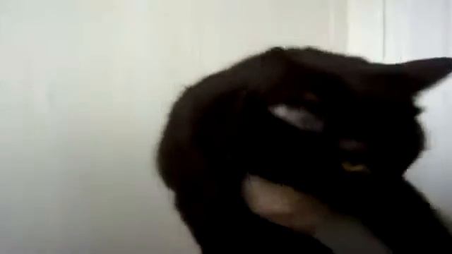 Кот захватчик! смотреть онлайн