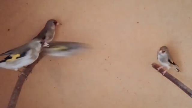 Едем выбирать птицу. В гости к птичнику.