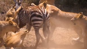 Прайд Львов в Деле! – Коллективная Охота! Львы Против Зебры, Буйвола, Слона, Льва!