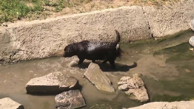 Водяная Собака смотреть онлайн