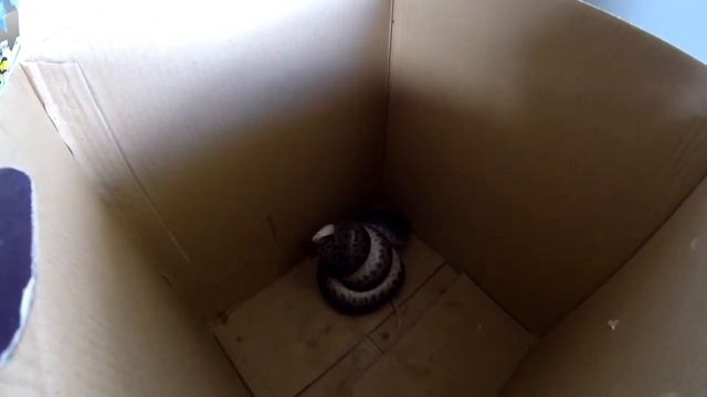 Feeding My Jungle Python "Max" смотреть онлайн