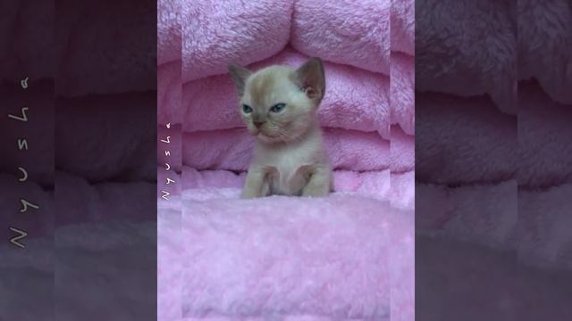 Бурманский котенок шоколадного окраса Nyusha Freya Way*RU смотреть онлайн