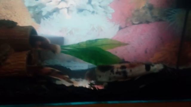 Сом мешкожаберный альбиносы.Убийство сомика !? смотреть онлайн