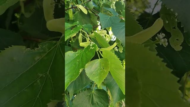 А вы видели как начинает цвести липа? смотреть онлайн