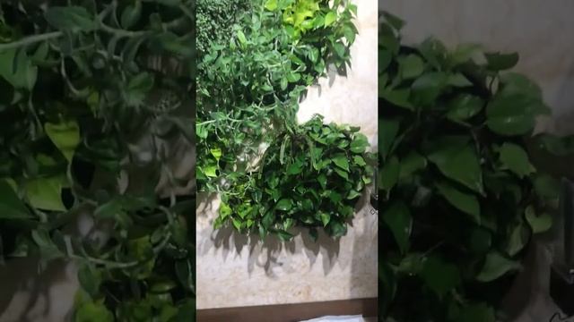 Вертикальное озеленение Москва Фитомодули Стабилизированный мох