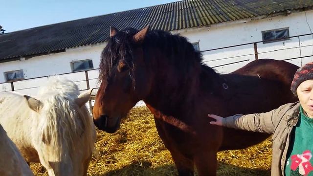 Жеребецы производители белорусской упряжной смотреть онлайн