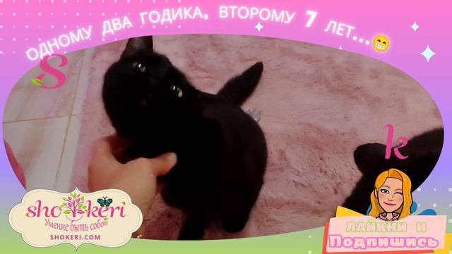 Вроде черные, а такие разные смотреть онлайн
