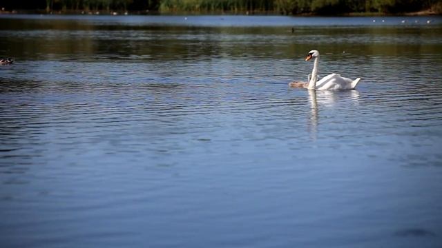Жена хочет развестись по очень странной причине... История из жизни. смотреть онлайн
