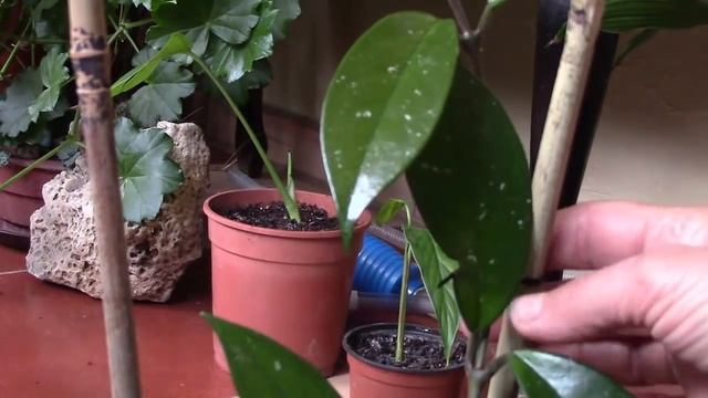 Восковик хойя. Опора для восковика. смотреть онлайн